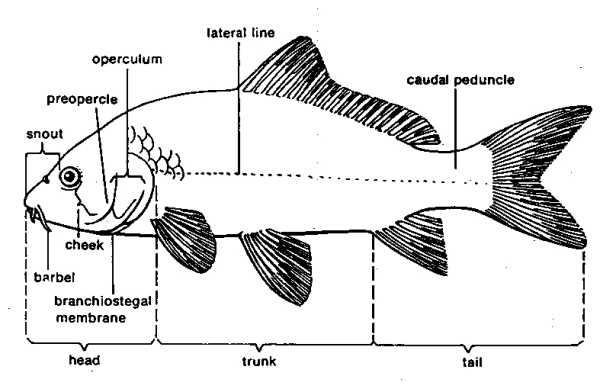Cara budidaya ikan mas koki dalam akuarium